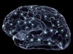 Комп'ютерна модель людського мозку з'явиться у 2023