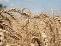 Буковинські аграрії планують завершити збір ранніх зернових до кінця наступного тижня 