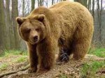 На Буковині ведмеді вкрали трьох корів