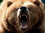 На Прикарпатті поранений ведмідь розірвав браконьєра