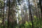 Буковинські МНСники закликають дотримуватися правил безпеки під час відпочинку у лісі