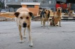 В Чернівцях відбудеться благодійний розпродаж для збору коштів для безпритульних тварин