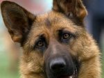 На Хотинщині директор садка отруїла собак