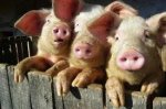Африканська свиняча чума Буковині не загрожує?