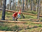 У Сторожинецькому лісгоспі  травмувався  працівник