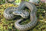 На Кіцманщині змія вкусила жінку