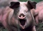 Буковинцям загрожує африканська свиняча чума?