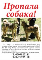 Допоможіть знайти собаку, котра зникла 15 грудня в Верхніх Станівцях!