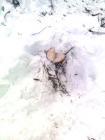 На території ліцею в Чернівцях незаконно зрубали рідкісну ялинку