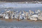 Допоможіть пережити зиму чорторийським красеням-лебедям