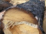 В Берегометському лісгоспі завдано збитки на загальну суму понад 400 тис. грн.