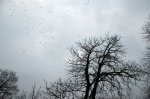 Погода у Чернівцях та області на вівторок, 12 березня