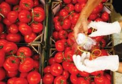 Заражені помідори виявили у Чернівецькій області