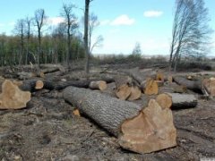На Буковині незаконні лісоруби завдали державі збитків на 130 тисяч гривень