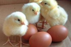 На Буковині збільшилось виробництво яєць