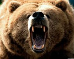 На Івано-Франківщині на дівчину напав ведмідь