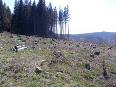 СБУ Чернівецької області викрила зловживання у лісовій галузі краю