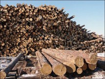 Чернівецьке управління лісового та мисливського господарств спростовує заяву нардепа Москаля