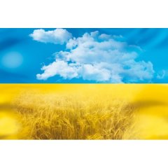 Василь Кожелянко: "Що вродиться із синьо-жовтого цвіту?". До Дня незалежности