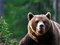 На Прикарпатті чоловік потрапив до реанімації після зустрічі з ведмедем