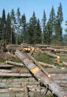 Буковинські чиновники від лісу переконують, що Москаль каже неправду
