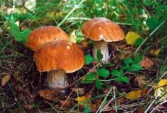 В Кельменцях двоє людей отруїлося грибами