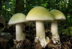 Епідеміологи застерігають буковинців про ризики виникнення можливих отруєнь дикорослими грибами    