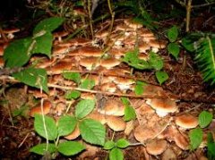 На Кельменеччині двоє людей отруїлося грибами