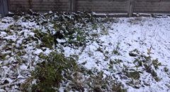 Перший сніг вчора пролітав Чернівцями, а сьогодні засипав Донецьк