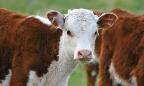 Як на Буковині отримати дотацію на молодняк худоби