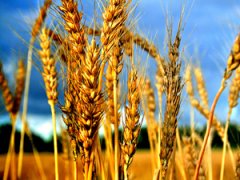 Хлібокомбінат у Неполоківцях минулого року переробив майже 25 тонн пшениці