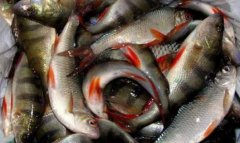 Кельменчани наловили риби на 360 тис. гривень
