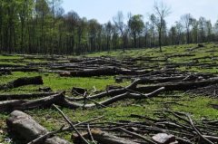 За зрубаний ліс буковинець заплатить 52 тис. гривень