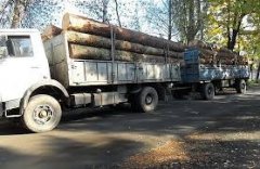 Лісова охорона відкрила мобільну «гарячу лінію» для повідомлень про порушення у лісах Чернівецької області