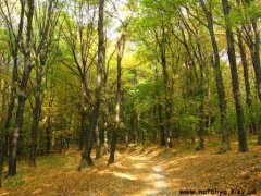 Підприємства Чернівецького лісового господарства дбають про раціональне використання лісу