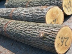 Лісгоспи Чернівецької області виставили на аукціон майже 48 тисяч кубометрів необробленої деревини