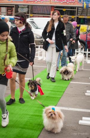 У Чернівцях відбувся фестиваль домашніх тварин