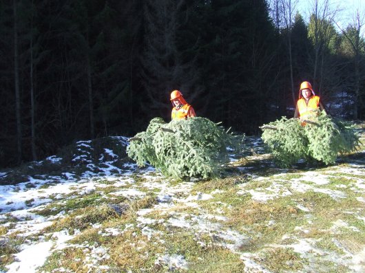 Буковинські лісівники до зимових свят заготують тисячі ялинок 