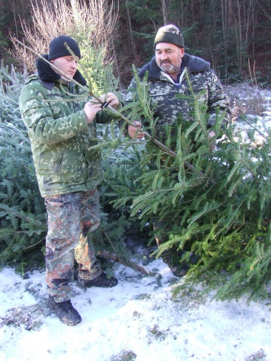 Лісівники Буковини заробили майже 800 тисяч за реалізацію ялинок