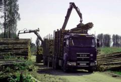 Обсяги незаконної вирубки лісу залишилися такими ж, як за Януковича