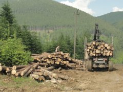 Буковинські лісівники вважають, що заборона лісозаготівлі обернеться проблемами 