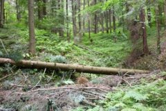 Співробітника лісового господарства Буковини судитимуть за корупцію