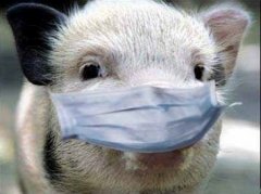 Ефективні методи профілактики африканської чуми свиней