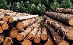 На Буковині намагались незаконно вивезти майже 50 кубів деревини