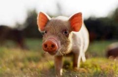 Буковинські свині - під загрозою африканської чуми