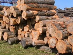 "За останні два місяці в Чернівецькій області експорт нібито "дров" виріс в 9 разів" - джерело.  (ОНОВЛЕНО, ДОДАНО ВІДЕО)