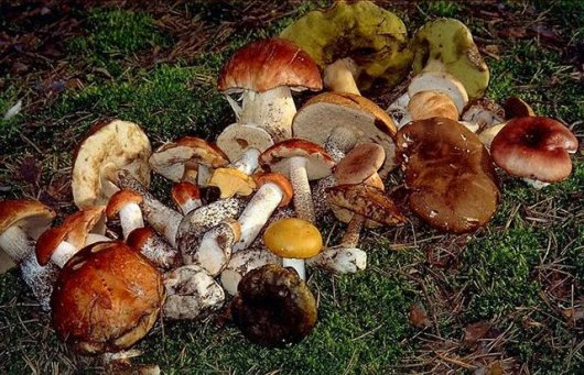 Що варто знати буковинцям, щоб не отруїтись грибами