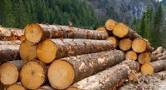 Чернівецька митниця ДФС: про лісоматеріали, оформлені митницею