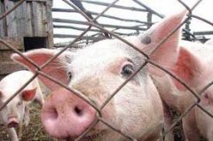 На Новоселиччині у приватному фермерському господарстві через африканку утилізують більше півтори тисячі свиней