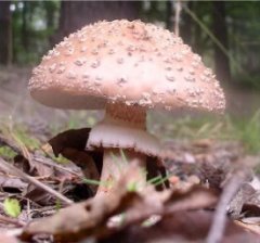 8 буковинців отруїлися грибами